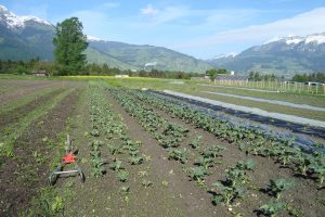 Unser Feld bleibt beim Milchhof