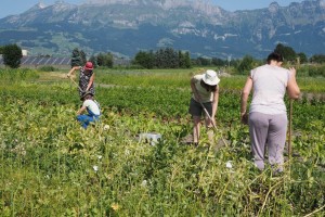 Arbeits­ein­sät­ze: Früh­zei­ti­ge Anmel­dung erleich­tert die Planung