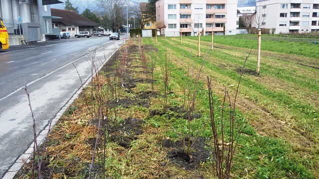 Obst­bäu­me und Bee­ren­sträu­cher auf unse­rem Feld
