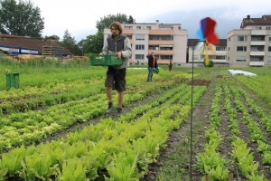 Gartenkooperative bietet Praktikum an (60% für sechs Monate)